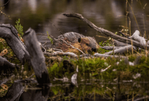 A beaver constructs a dam near Ushuaia, Tierra del Fuego’s largest city. Beaver dams redirect rivers and replace flowing water with stagnant ponds, altering the kinds of wildlife that can thrive there.